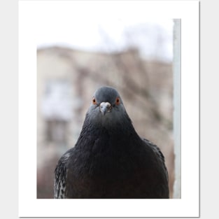 Pigeon Posters and Art